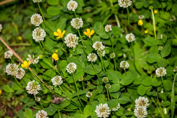 White flowers of the white clover plant (Trifolium repens), also known as Dutch clover, Ladino clover