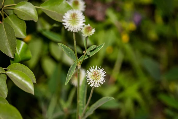 Witte Bloemen Groene Bladeren Van Een Bergklaverplant Trifolium Montanum — Stockfoto