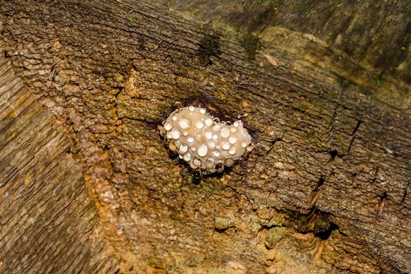 Rode Gordel Conk Schimmel Fomitopsis Pinicola Een Huilende Paddestoel Een — Stockfoto