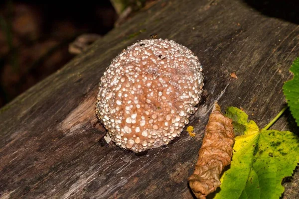 Rode Gordel Conk Schimmel Fomitopsis Pinicola Een Huilende Paddestoel Een — Stockfoto