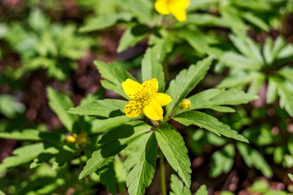Ранункулоидные Растения Желтый Лютик Анемон Цветут Весной — стоковое фото