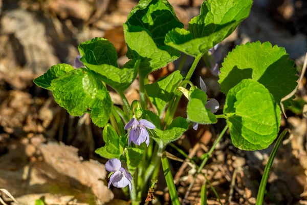 Kwitnące Rośliny Wrzosowiska Fioletowe Viola Canina Maju — Zdjęcie stockowe