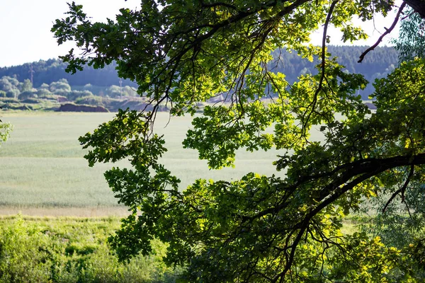 Corona Roble Verde Sobre Fondo Gran Campo — Foto de Stock