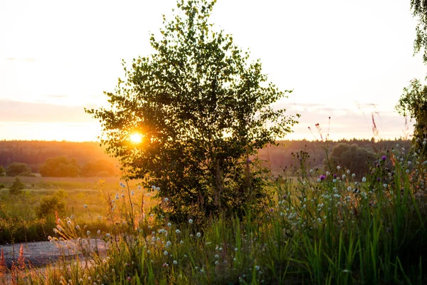 Hermosa Vista Matorrales Plantas Silvestres Campo Sobre Fondo Puesta Sol — Foto de Stock