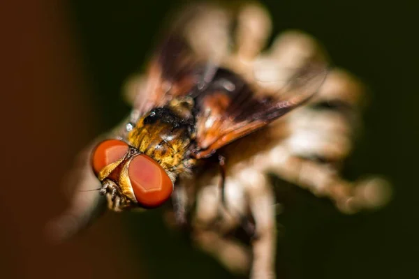 Vola Con Gli Occhi Grandi Primo Piano — Foto Stock