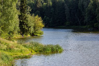Orman bölgesinde göleti olan manzara manzarası