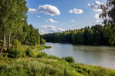 Orman bölgesinde göleti olan manzara manzarası