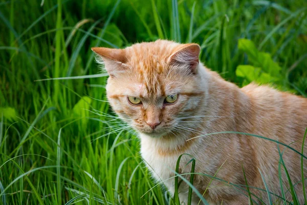 Volwassen Rode Kat Wandelen Tussen Struiken Van Gras — Stockfoto