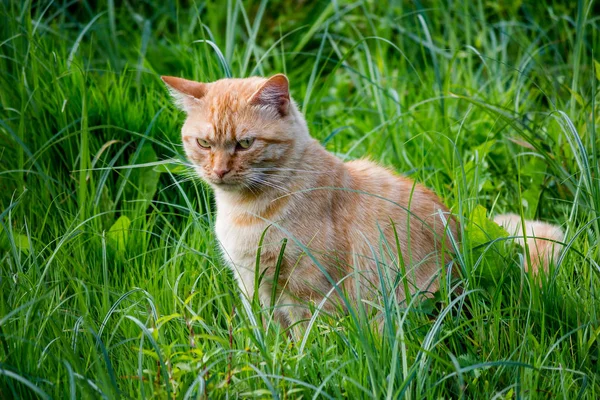 Volwassen Rode Kat Wandelen Tussen Struiken Van Gras — Stockfoto