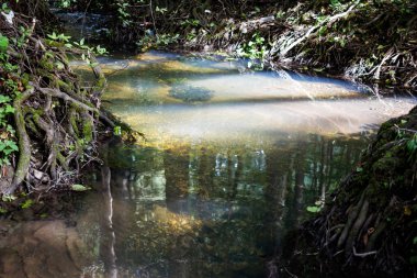 Bir orman manzarası, güneşin aydınlattığı berrak su.