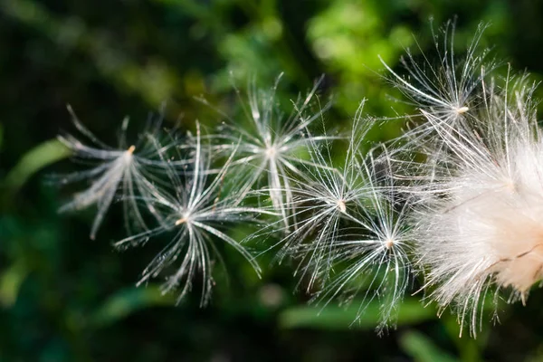 Semi Cirsium Che Volano Nel Vento Lanugine Bianche — Foto Stock