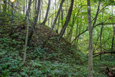 Vadinin yamacındaki ormandaki ağaçlar