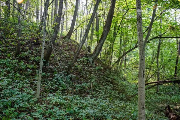 Árboles Bosque Ladera Del Barranco — Foto de Stock