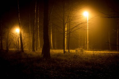 Gece sis sırasında fenerlerle aydınlatılan orman bölgesinde yürüyüş yolu.