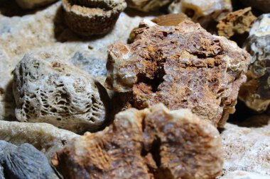 Fosilleşmiş fosil sünger ve mercan koleksiyonu. Kaluzhskiy bölgesi, Rusya. Karbonifer dönemi