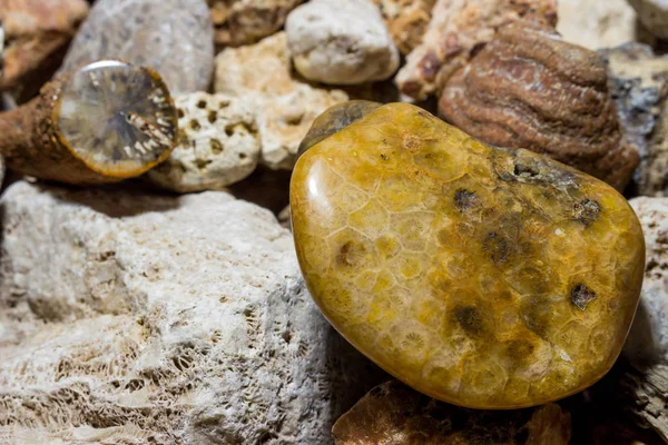 Una Colección Esponjas Fósiles Fosilizadas Corales Región Kaluzhskiy Rusia Período — Foto de Stock