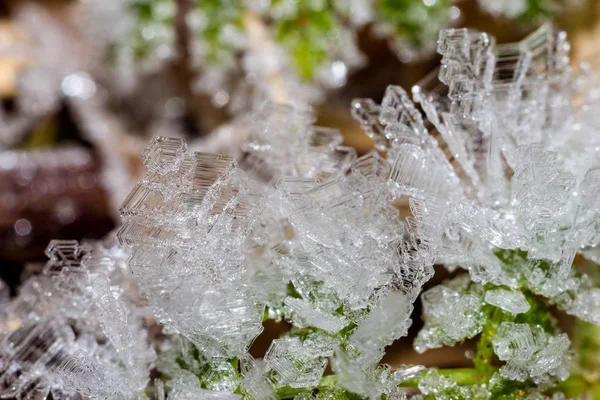 Hoarfrost Cristal Plantas Macro — Fotografia de Stock