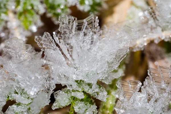 Crystal Hoarfrost Plants Macro — 스톡 사진