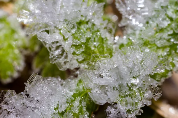 植物宏观上的水晶冻土 — 图库照片