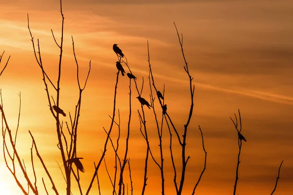 Pássaros Galhos Árvores Contra Pano Fundo Belo Pôr Sol Brilhante — Fotografia de Stock