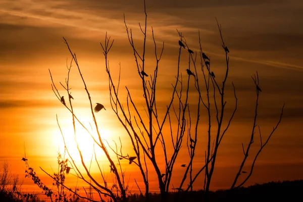 Pássaros Galhos Árvores Contra Pano Fundo Belo Pôr Sol Brilhante — Fotografia de Stock
