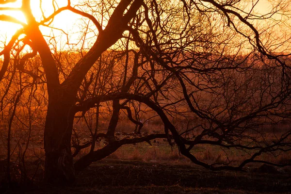 Ausladende Krone Eines Baumes Gegen Einen Feuerroten Sonnenuntergang — Stockfoto