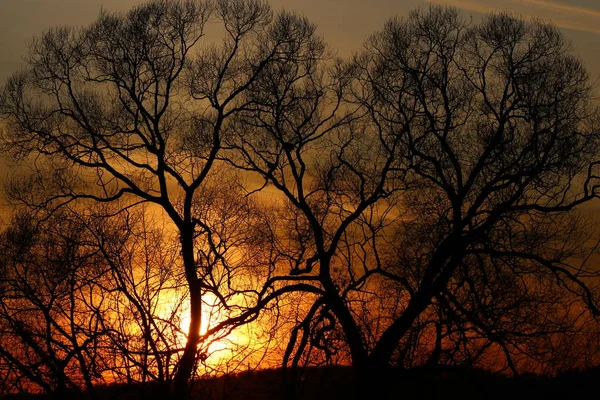 Silhouette Ausladender Bäume Vor Dem Hintergrund Eines Wunderschönen Orangen Sonnenuntergangs — Stockfoto