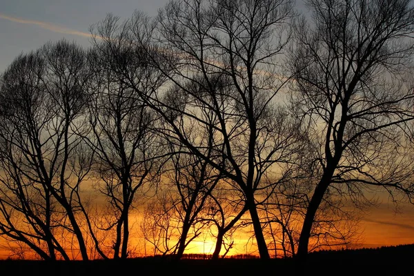 Silhueta Árvores Alastrando Fundo Belo Pôr Sol Laranja — Fotografia de Stock