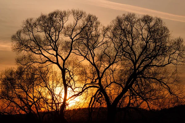 Silhueta Árvores Alastrando Fundo Belo Pôr Sol Laranja — Fotografia de Stock