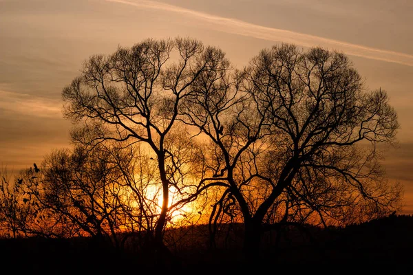 Árvores Rebanho Pássaros Belo Pôr Sol Fundo — Fotografia de Stock