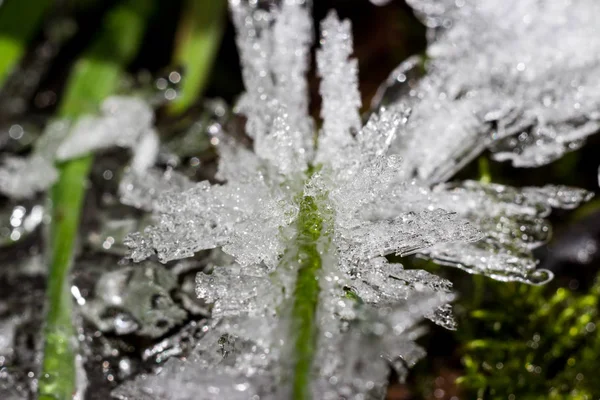 Sharp Ice Growths Grass Plants Close — 스톡 사진