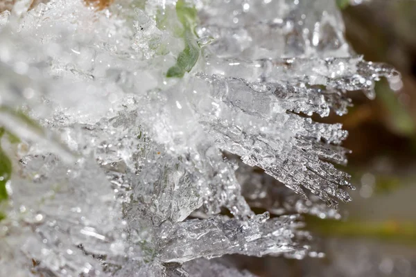 Sharp Ice Growths Grass Plants Close — 스톡 사진