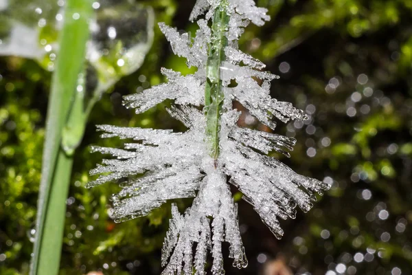 Crescimentos Gelo Afiados Grama Plantas Close — Fotografia de Stock