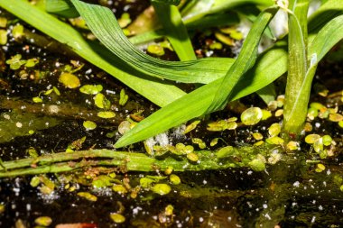 Su bitkileri ve su yosunu buzda donmuş, kışın başlangıcında buz göleti