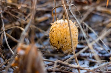 Echinocystis 'in kuru meyveleri yakın plan