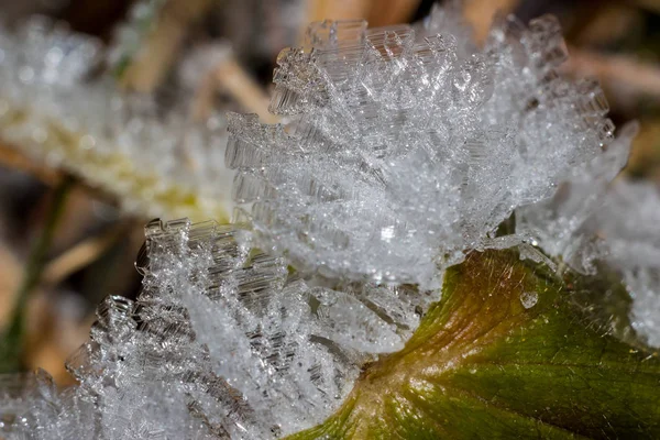 Growths Crystalline Hoarfrost Leaves Macro — 스톡 사진