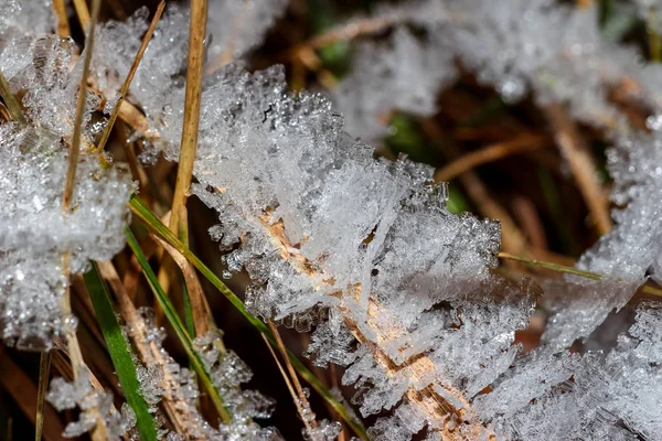 Croissance Givre Cristallin Sur Herbe Macro — Photo