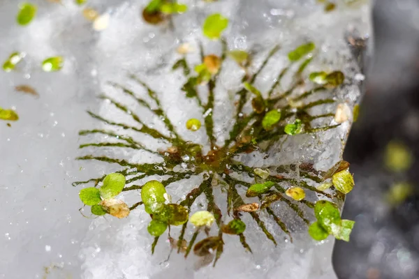 River plant frozen in ice at the beginning of winter