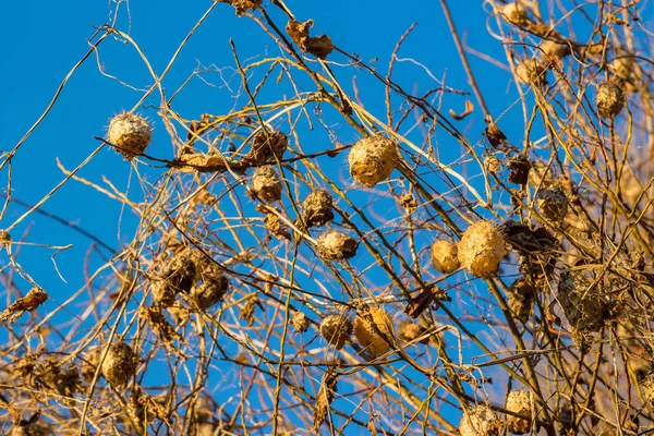 Ξηροί Καρποί Του Φυτού Echinocystis — Φωτογραφία Αρχείου