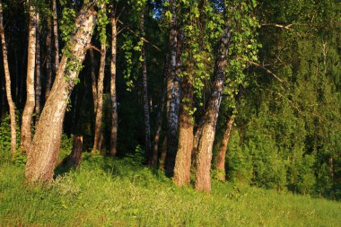 Güzel yeşil huş ağacı baharda öğleden sonra