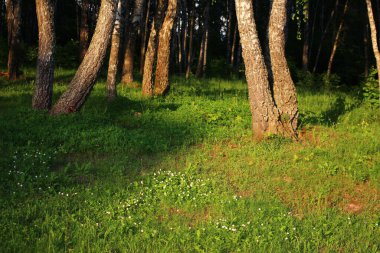Güzel yeşil huş ağacı baharda öğleden sonra