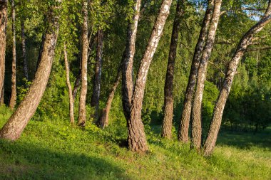 Güzel yeşil huş ağacı baharda öğleden sonra