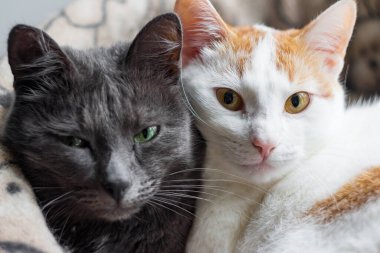 Gri bir kedi ve beyaz bir kedi aynı sepette oturuyorlar.