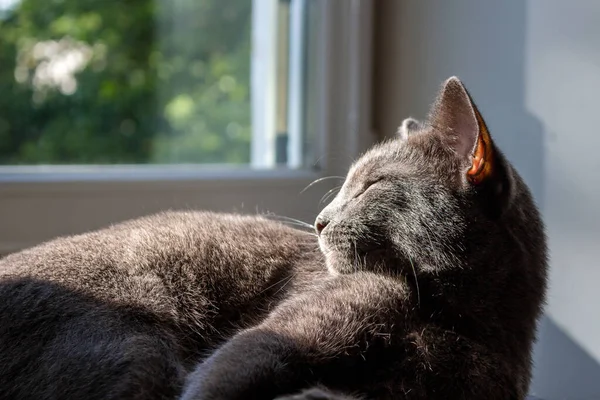 Jeune Chat Gris Prélasse Tout Étant Couché Soleil — Photo