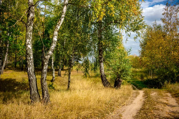 Bellissimo Paesaggio Estivo Con Betulle Corsia Centrale — Foto Stock