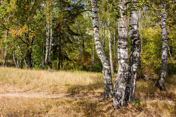 Beautiful Summer Landscape Birches Middle Lane — Stock Photo, Image