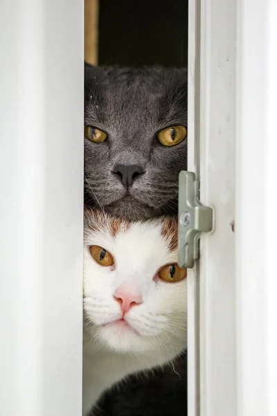 Pencereden Dışarı Bakan Kedi Yüzleri Gri Kedi Sarı Gözlü Beyaz — Stok fotoğraf