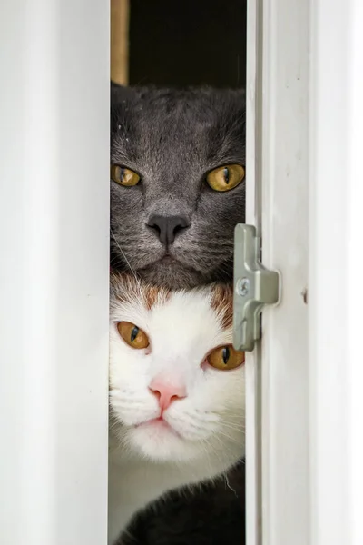 Pencereden dışarı bakan kedi yüzleri. Gri kedi ve sarı gözlü beyaz kedi