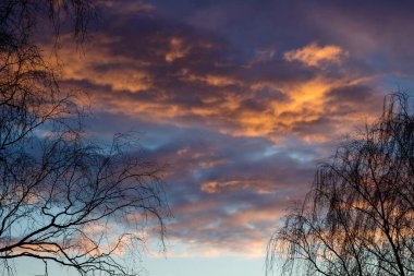 Yapraksız ağaçlar gün batımında resimli bulutların arka planına karşı