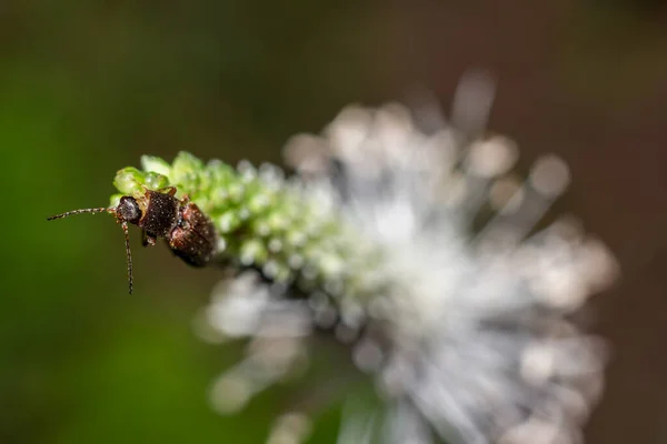 Beetle Mustache Sits Top Plantain Flower Natural Background — ストック写真